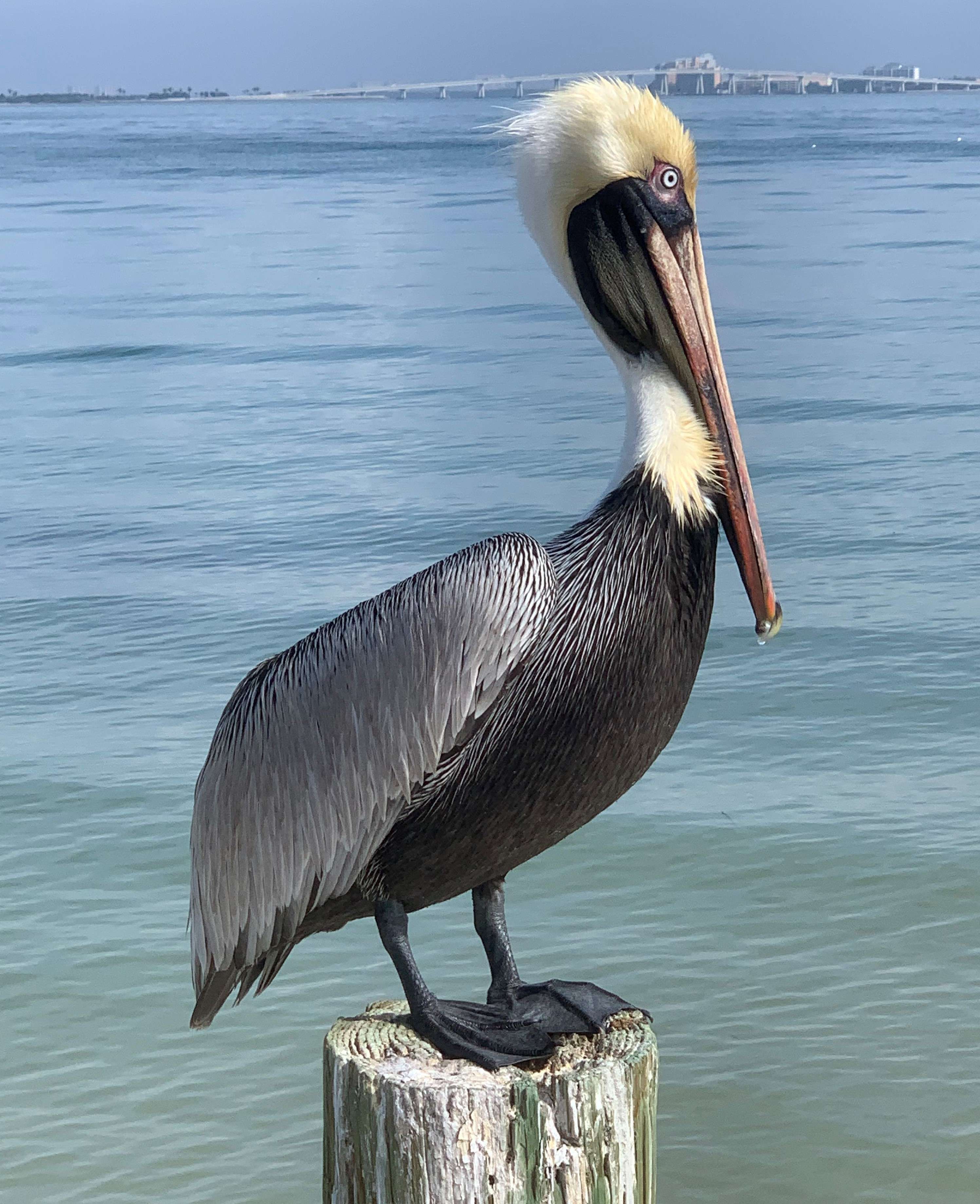 A brown pelican